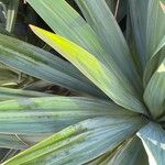 Yucca gloriosa পাতা