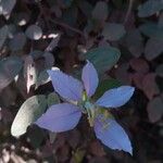 Bauhinia morondavensis Flor