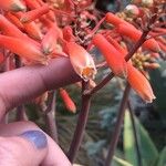 Aloe striata Blomst