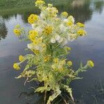 Tephroseris palustris Likasa