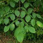 Aralia spinosa Blatt