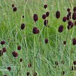 Sanguisorba officinalisKvět