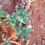 Frankenia pulverulenta Hoja