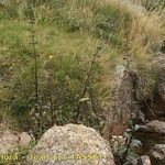 Scrophularia oblongifolia Habitat