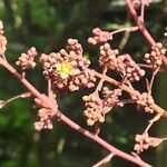 Cotinus coggygria Blüte