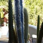 Pilosocereus leucocephalus Habit