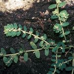 Euphorbia thymifolia Máis