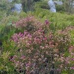 Erica umbellata Habit