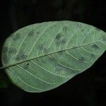 Malanea hypoleuca Leaf