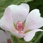 Althaea officinalis 花