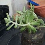 Sedum allantoides পাতা