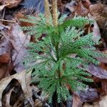 Lycopodium dendroideum Habitus