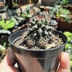 Mammillaria voburnensis Bark