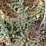 Coincya monensis Leaf