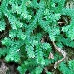 Selaginella denticulata List