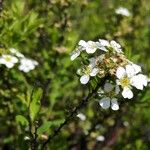 Spiraea hypericifolia Çiçek