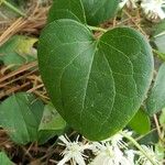 Clematis terniflora Levél