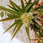 Cyperus eragrostis花