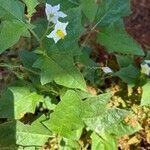 Solanum carolinense Folla