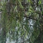 Salix × pendulina Liść