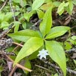 Lysimachia borealis Virág