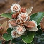 Codia triverticillata Hábito