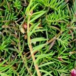 Portulaca pilosa Rusca