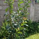 Ligustrum japonicumList