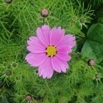 Cosmos bipinnatusBlomst