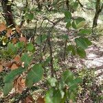 Quercus rotundifolia Leaf
