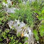 Dianthus spiculifolius Leaf