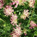 Anthyllis montana Квітка