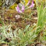 Astragalus vesicarius Blomst