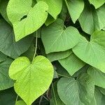 Aristolochia macrophylla Frunză