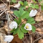 Isopyrum thalictroides Blomst