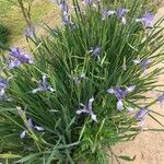 Iris lactea Leaf