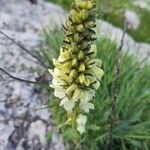 Pedicularis comosa Цветок