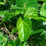 Austroeupatorium inulifolium List