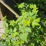 Rubus pruinosus Habit