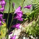 Gladiolus palustris Flor