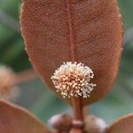 Pancheria ferruginea Flor