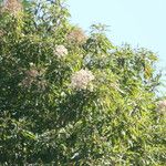 Nuxia floribunda Cvet