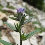 Buglossoides incrassata Blatt