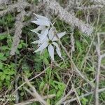 Narcissus obsoletus 花