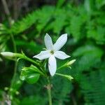 Jasminum simplicifolium Õis