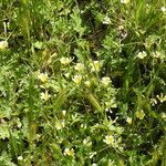 Limnanthes douglasii Habit