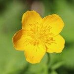 Trollius riederianus Flor