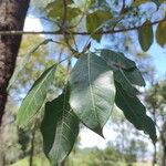 Clethra mexicana Leaf