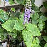 Plectranthus fruticosus Blatt