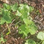 Ligularia fischeri Leaf